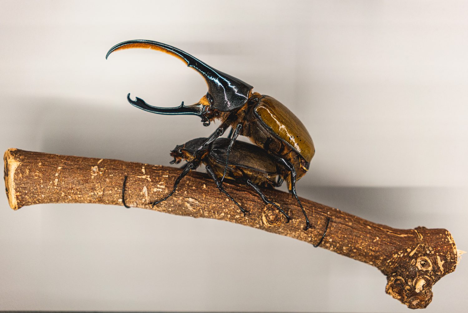 Larve de capricorne et trous d’insectes visibles dans une poutre de charpente en bois.